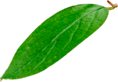 Néctar de durazno es generación Trü en Ecuador Néctar de durazno es generación Trü en Ecuador